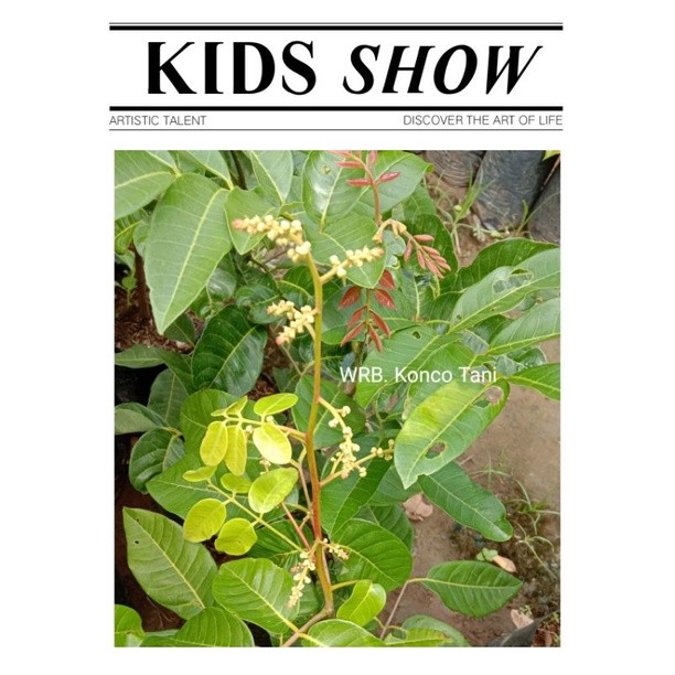 JAMIN MURAH Jual Bibit Kelengkeng Matalada Cepat Berbuah / Kondisi Sedang berbuah  Bibit kelengkeng 