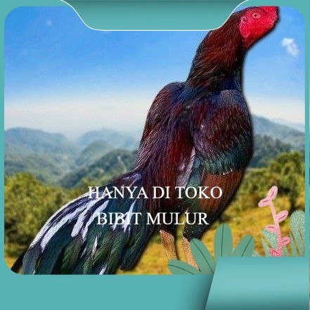 

telur ayam shamo eropa Ori petarung bisa untuk di tetaskan bibit.mulur