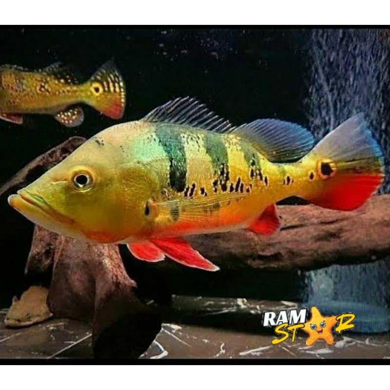 PBass Mono 6-8cm Hiasan Aquarium