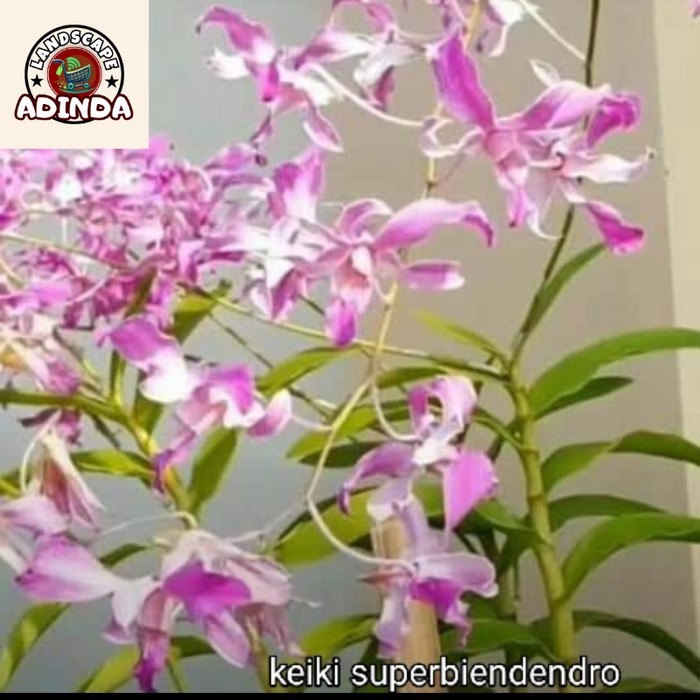 [BISA BAYAR DI TEMPAT] anggrek dendrobium superbien dewasa serumpun