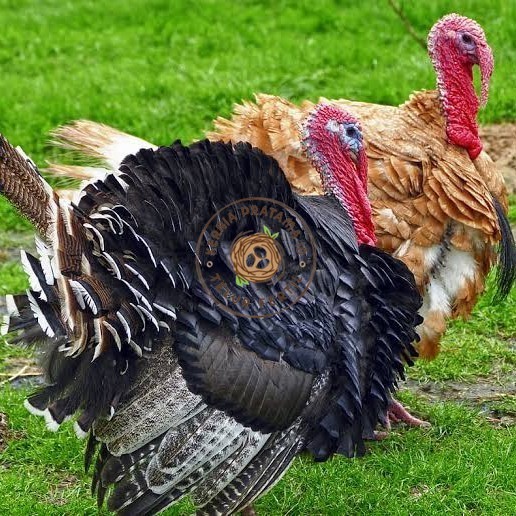 

Telur ayam kalkun jumbo / telur ayam hias / telur fertil siap tetas KURNIA PRATAMA ID
