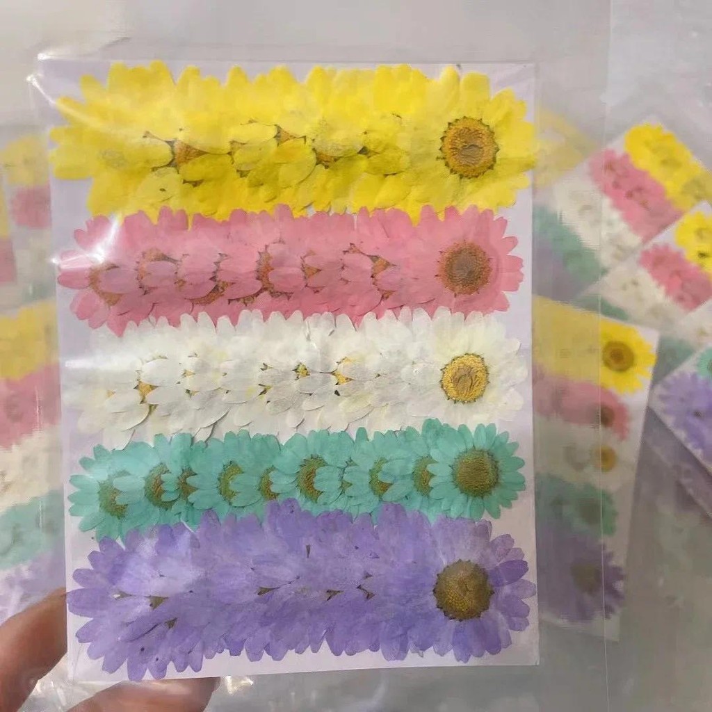 

60X Pressed Dried Rainbow Chrysanthemum Paludosum Flower Plant Herbarium For Jewelry Phone Case Bookmark Lampshade Candle Craft