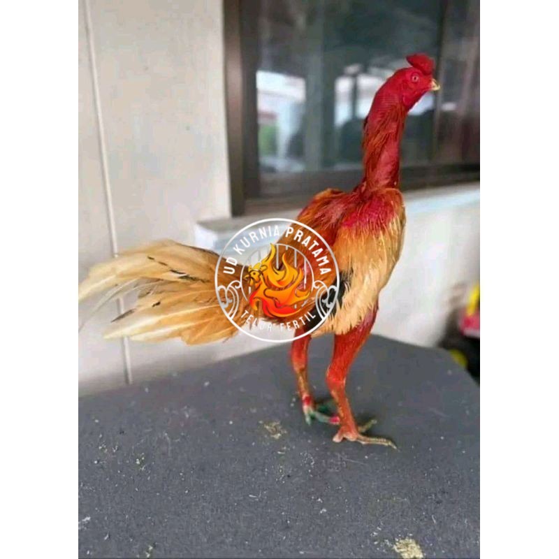

TELUR FERTIL PLUCKER ORIGINAL UD KURNIA PRATAMA