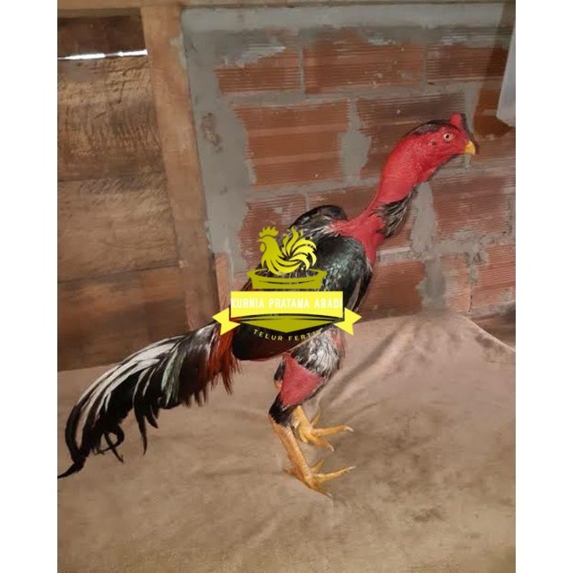 

TELUR AYAM SAIGON TANGGUH UNTUK DI TETASKAN KURNIA PRATAMA ABADI