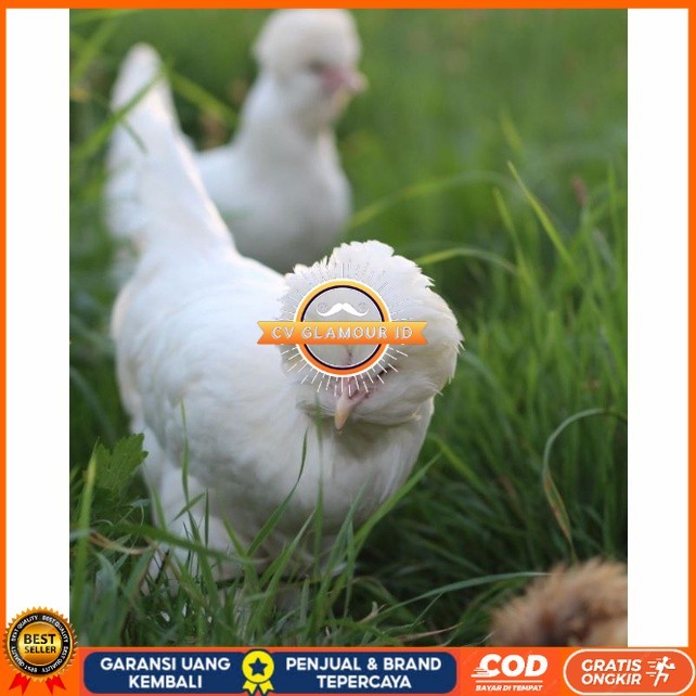 

Telur ayam hias sultan fertil untuk ditetaskan Langsung CV GLAMOUR ID
