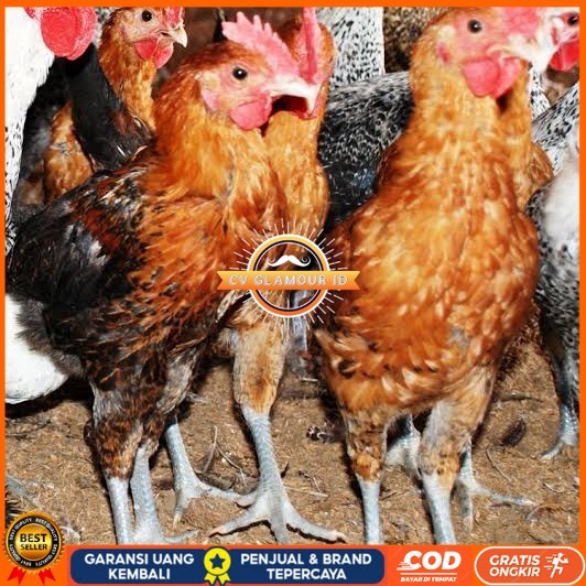 

Telur ayam elba petelur handal fertil asli siap ditetaskan - telur-ayam-elba CV GLAMOUR ID