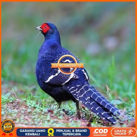 

Telur ayam hias ringneck mikado pheasant fertil siap ditetaskan Langsung CV GLAMOUR ID