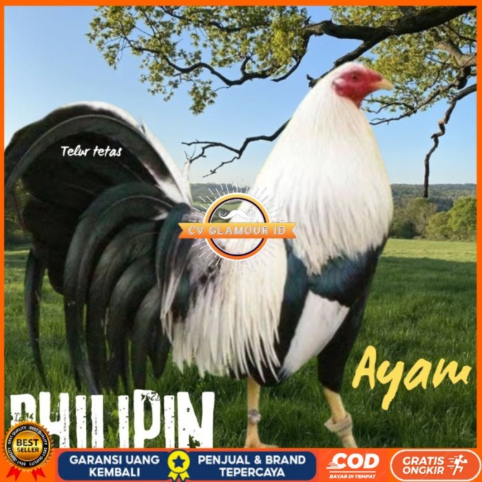 

telur ayam philipin asli AK47 bisa untuk di tetaskan super CV GLAMOUR ID