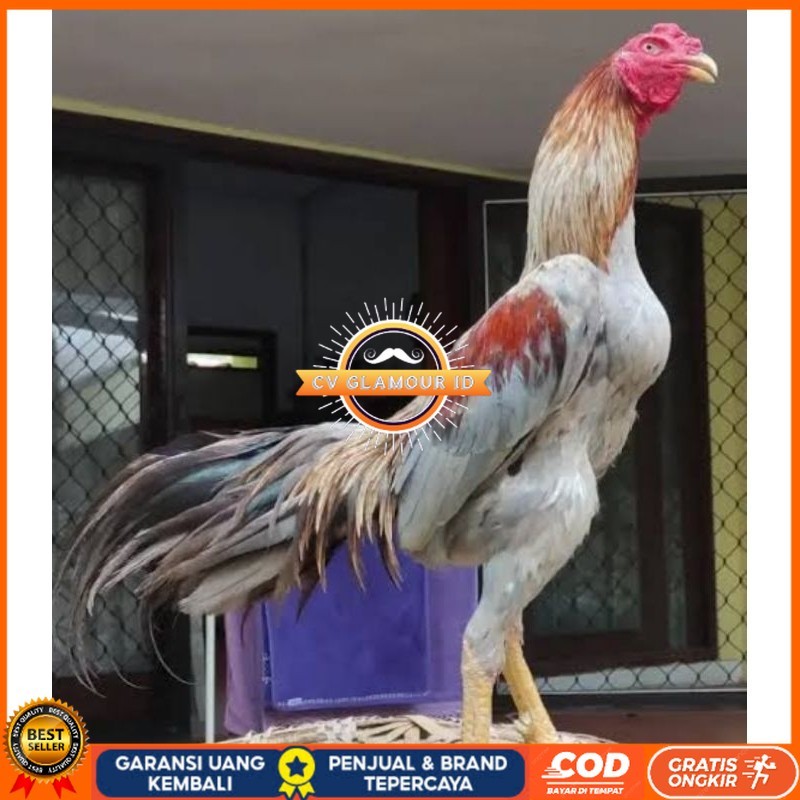 

Telur Ayam Bangkok Pakhoy kwalitas super telor Burung Hias untuk di tetaskan CV GLAMOUR ID