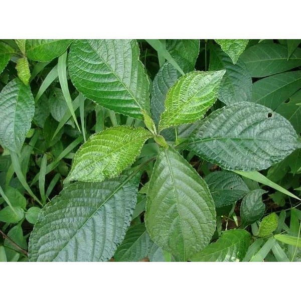 

OHI Promo Daun Keji Beling atau Pecah Beling Segar 500 gram ⠀⠀⠀ KC