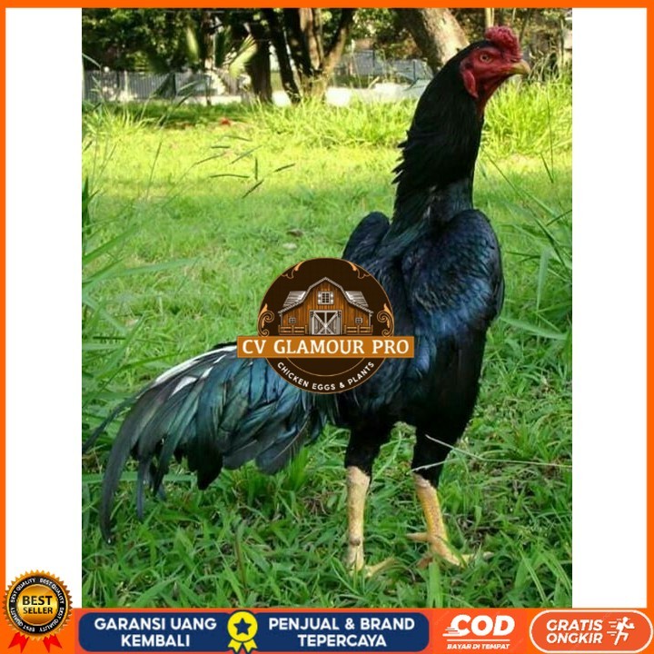 

Telur ayam bangkok shamo jepang / ayam petarung aduan siap ditetaskan CV GLAMOUR PRO