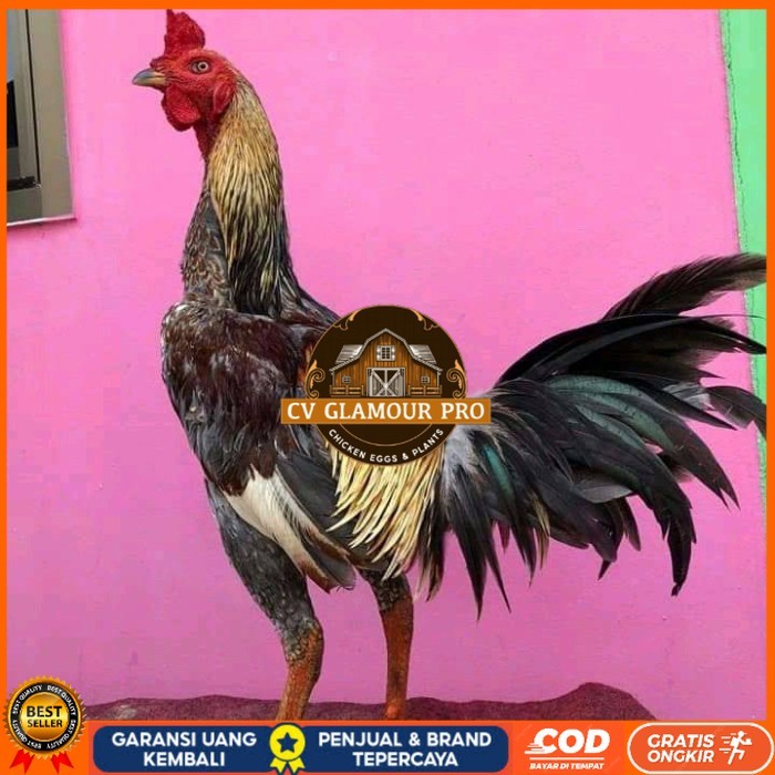 

Telur ayam bangkok pama mangon petarung fertil untuk ditetaskan CV GLAMOUR PRO