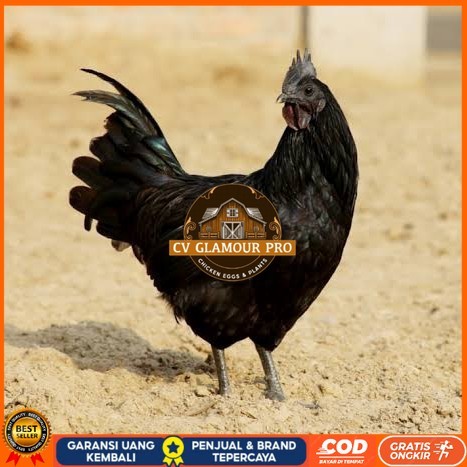 

Telur ayam cemani / telur ayam hias / telur fertil siap kirim CV GLAMOUR PRO