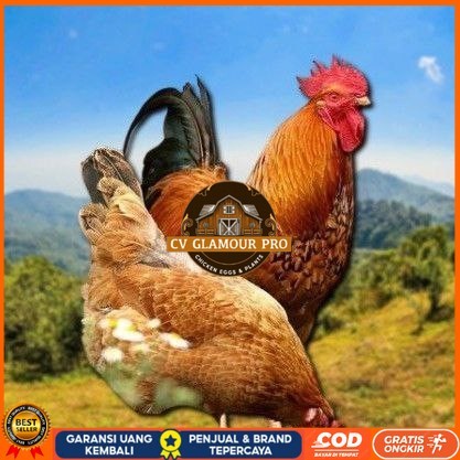 

telur tetas ayam shamo asli CV GLAMOUR PRO