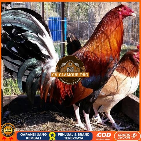 

Telur ayam hias pilipin fertil untuk ditetaskan Langsung CV GLAMOUR PRO