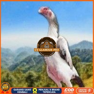 

telur tetas ayam shamo aduan vertil super garansi CV GLAMOUR PRO