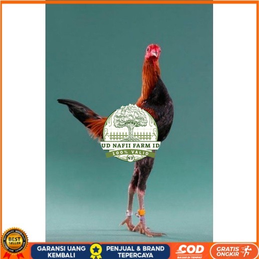 

TELUR AYAM HIAS MGB MODERN GAME BANTAM UNTUK DI TETASKAN UD NAFII FARM ID