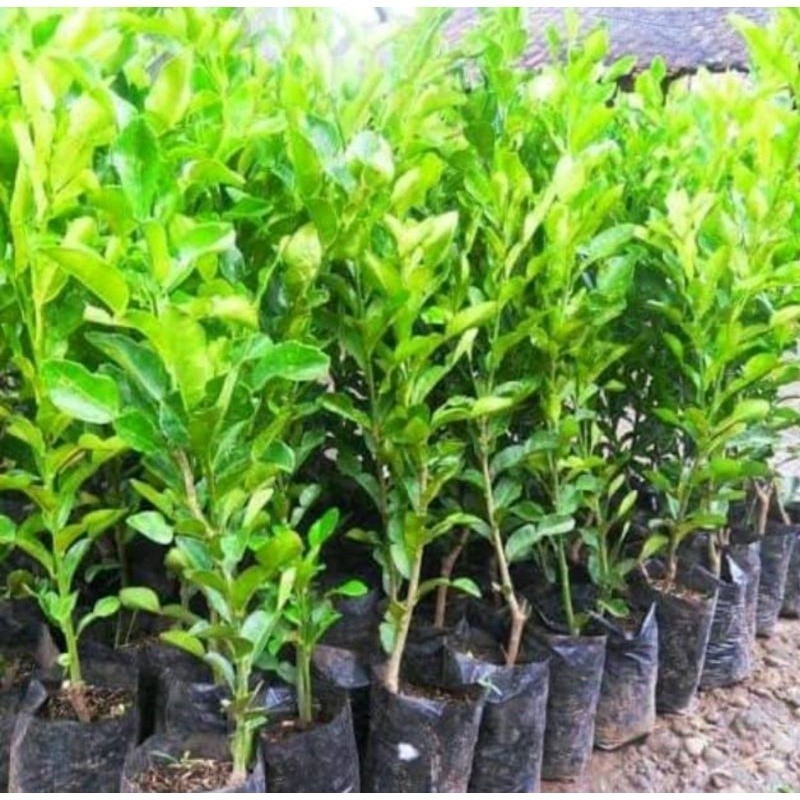 

[promo] bibit jeruk purut okulasi daun lebat berkualitas ukuran 30-80cm terlaris terlaris