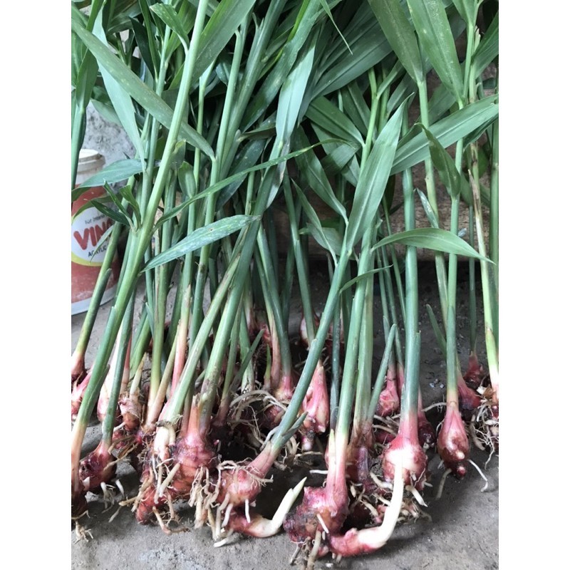 Bibit jahe merah jahe emprit siap tanam
