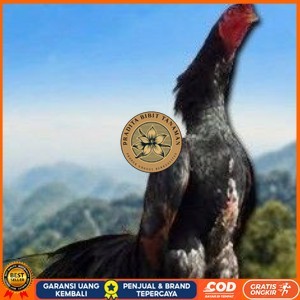 

telur ayam shamo tarung vertil original resmi PRADITA BIBIT TANAMAN