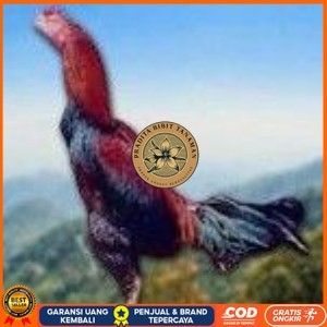 

telur ayam cos shamo asli untuk di tetaskan PRADITA BIBIT TANAMAN