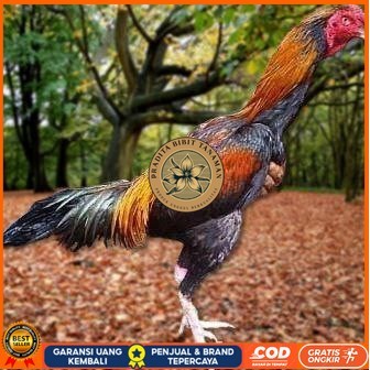 

Telur Ayam Pakhoy Jumbo Vertil Siap Di Tetaskan Jaminan Super Oiginal Bergaransi vertil PRADITA BIBIT TANAMAN