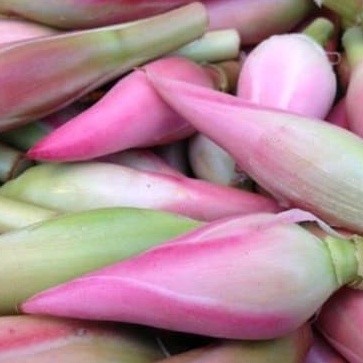 

Baru Bunga honje kecombrang comrang romeh fresh 500gram Ml plant