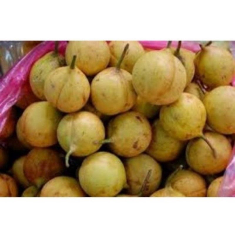 

Ready buah pala muda segar 1kg petik langsung