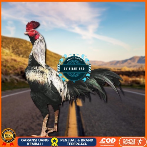 

ayam pama IQ telur fertill CV LIGHT PRO