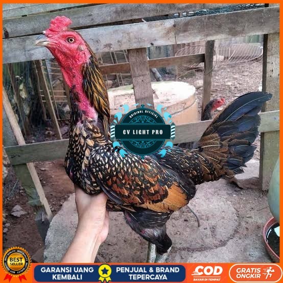 

Telur ayam bangkok bulbi petarung aduan fertil siap ditetaskan CV LIGHT PRO