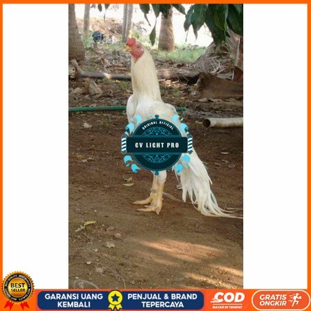 

Telur ayam hias putih nasional bangkok putih siap tetas - ayam nasional CV LIGHT PRO