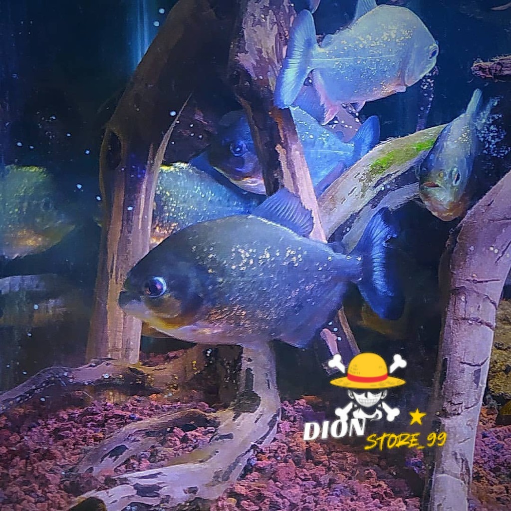 Senar pancing piranha Red Belied / Red Belly  Air Tawar size 4 cm bawal amazon GARANSI DOA