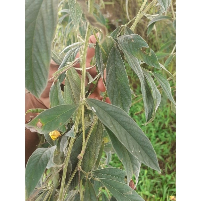 

Daun kacang hiris sgar .