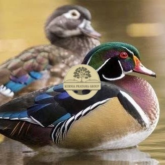 

Telur bebek hias caroline duck fertil siap ditetaskan Langsung KURNIA PRATAMA GROUP
