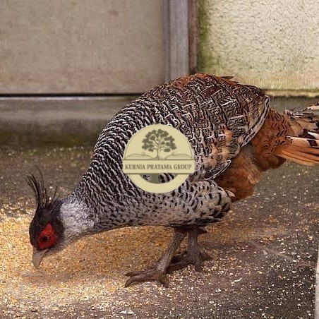 

Telur ayan hias ringneck cheer pheasant fertil bisa ditetaskan KURNIA PRATAMA GROUP