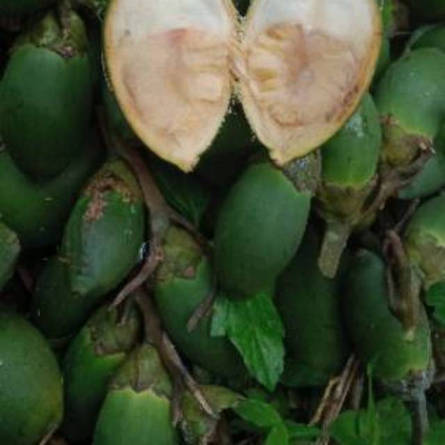 

Ready stok Buah pinang muda press murah,(500 gram)