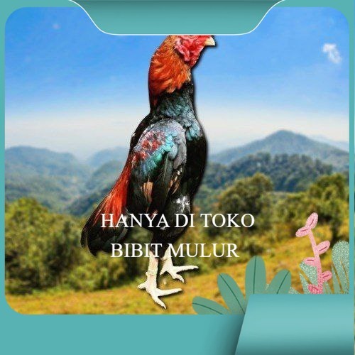 

telur tetas ayam shamo eropa bibit.mulur