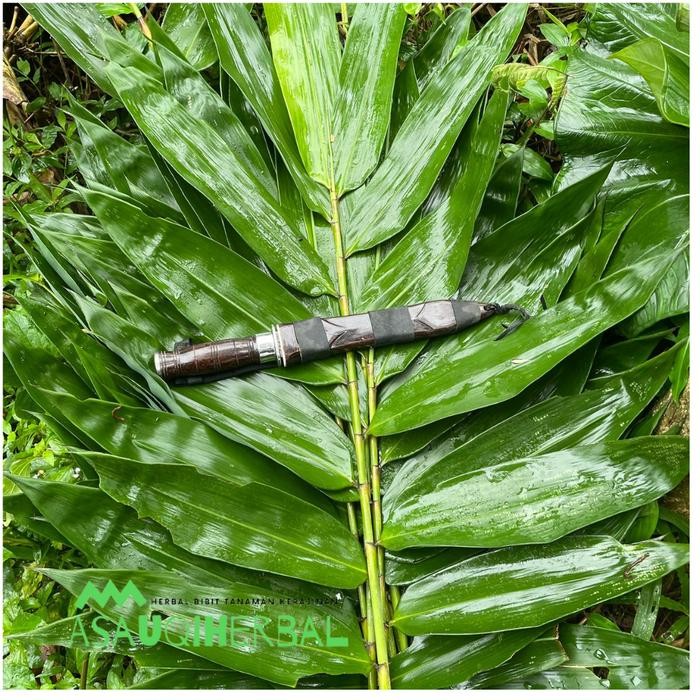 

Daun Bambu Besar Khusu Bakcang Kemasan 1 kg Terbaru ready