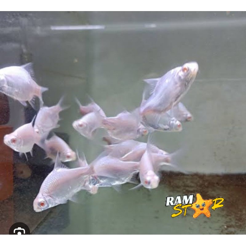 kaviat platinum putih 6-8 cm bersih kapiat