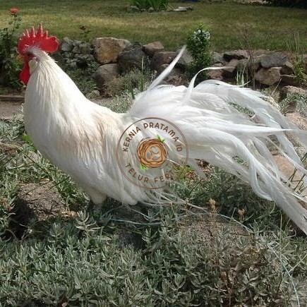 

Telur ayam hias onagadori ekor panjang fertil siap ditetaskan - ayam onagadori KURNIA PRATAMA ID