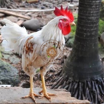 

Telur ayam ketawa dangdut slow gretek siap ditetaskan KURNIA PRATAMA ID
