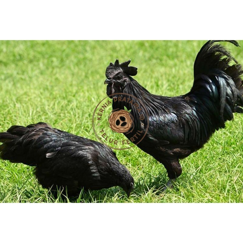 

TELUR AYAM HIAS CEMANI untuk di tetaskan KURNIA PRATAMA ID