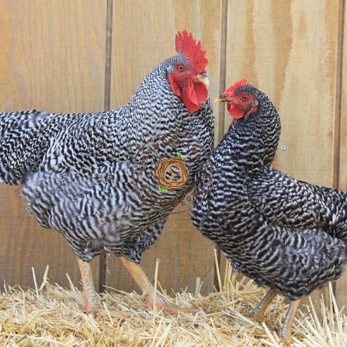 

Telur ayam hias barred rock fertil asli siap ditetaskan - barred-rock KURNIA PRATAMA ID