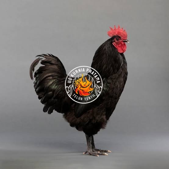 

Telur ayam hias black australorp fertil siap ditetaskan UD KURNIA PRATAMA