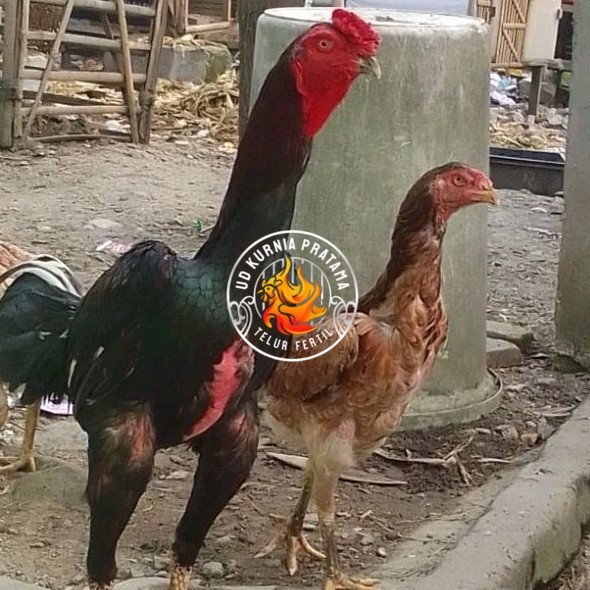 

telur ayam shamo eropa Tulangan besar bisa untuk di tetaskan UD KURNIA PRATAMA