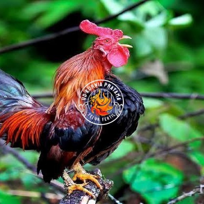 

Telur ayam ketawa dangdut slow gretek fertil siap ditetaskan UD KURNIA PRATAMA