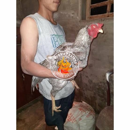 

Telur ayam gorila / gorilla jumbo siap ditetaskan UD KURNIA PRATAMA