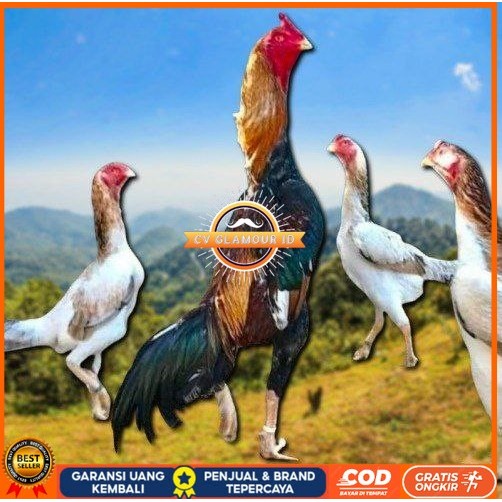 

telur ayam shamo ori super garansi CV GLAMOUR ID