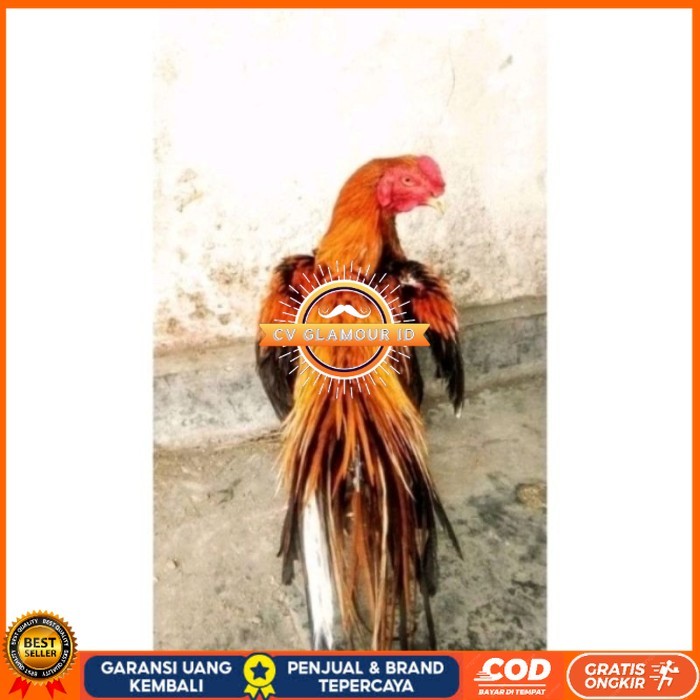 

Telor Ayam Bangkok Ekor Lidi Telur Ayam Hias Fertil hanya untuk ditetaskan - Pejantan 1 CV GLAMOUR ID