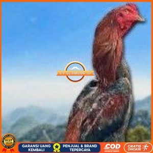 

telur ayam shamo original super garansi CV GLAMOUR ID